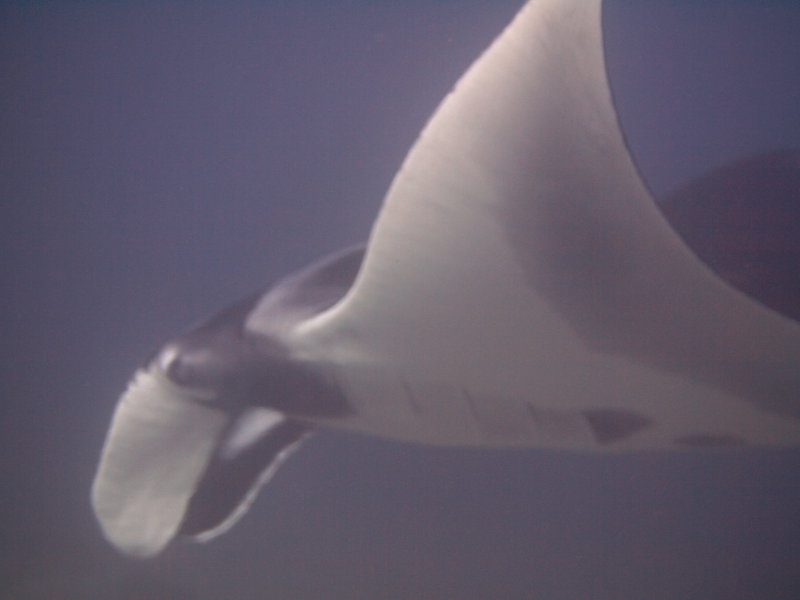 Manta ray